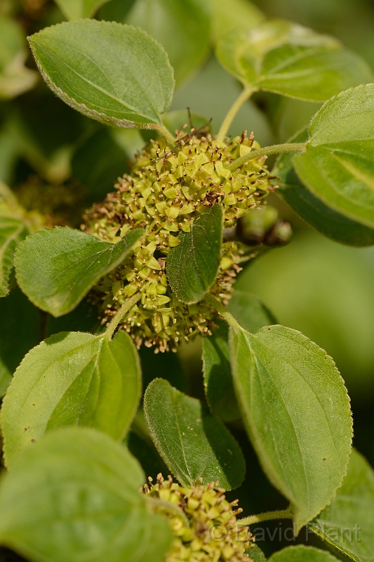 David Plant Photography - Wildlife Photography - Buckthorn - B.jpg - Buckthorn - Suffolk